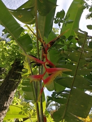 Heliconia platystachys