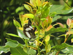 Neptis