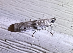 Sciota subcaesiella