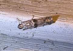 Sciota subcaesiella