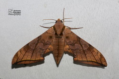Sphingidae