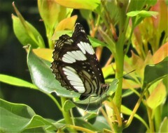Neptis