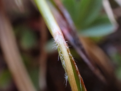 Luzula spicata