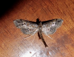 Hydriris ornatalis