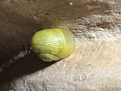 Cepaea