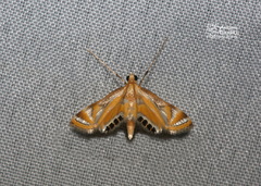 Eoophyla sejunctalis