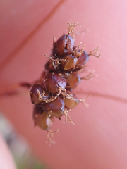 Luzula spicata