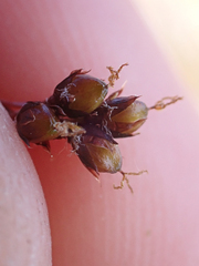 Luzula spicata
