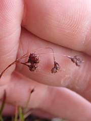 Luzula spicata