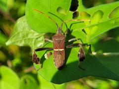 Leptoglossus phyllopus