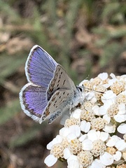 Plebejus