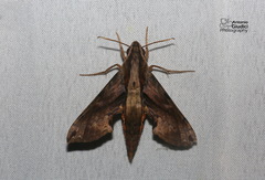 Eupanacra mydon