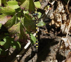 Cordulegaster dorsalis