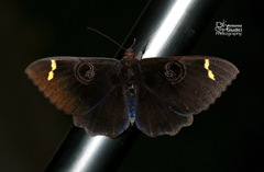 Erebus hieroglyphica