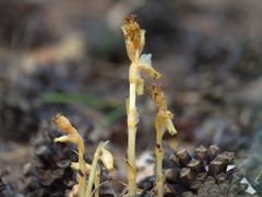 Monotropa hypopitys