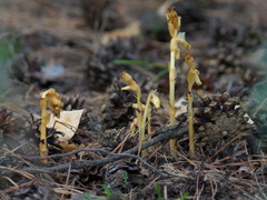Monotropa hypopitys