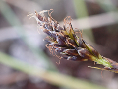 Carex micropoda