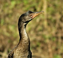 Microcarbo africanus africanus