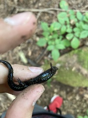 Desmognathus ochrophaeus