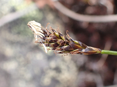 Carex micropoda