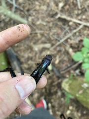 Desmognathus ochrophaeus