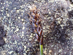 Carex micropoda