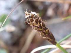 Carex micropoda