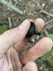 Desmognathus ochrophaeus