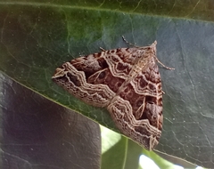 Xanthorhoe semifissata