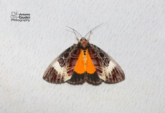 Sarbanissa dissimilis