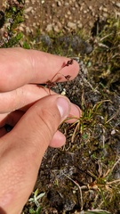 Luzula spicata