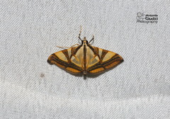 Agrioglypta naralis