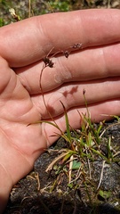 Luzula spicata