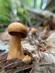 Suillus punctipes