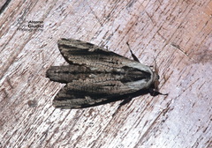 Panau adusta