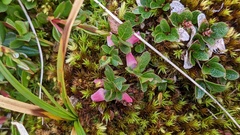 Vaccinium cespitosum
