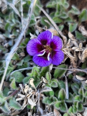 Aptosimum procumbens