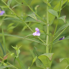 Mimulus ringens
