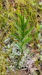 Maianthemum stellatum
