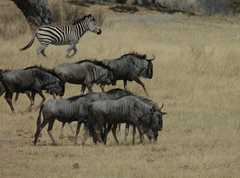 Connochaetes taurinus taurinus