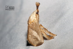 Scopelodes pallivittata