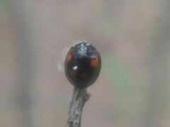 Exochomus quadripustulatus