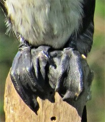 Microcarbo africanus africanus