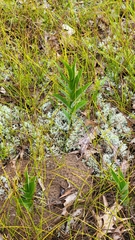 Maianthemum stellatum