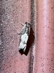 Eucosma parmatana