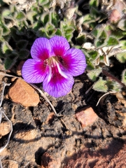 Aptosimum procumbens