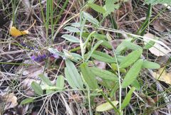 Vicia amoena