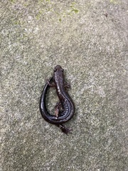 Desmognathus ochrophaeus