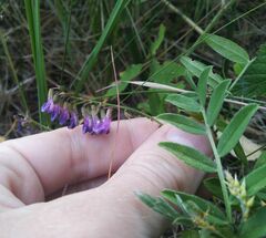 Vicia amoena
