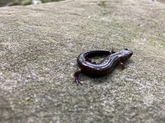 Desmognathus ochrophaeus